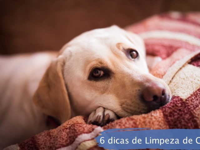 6 DICAS DE LIMPEZA DE CANIL